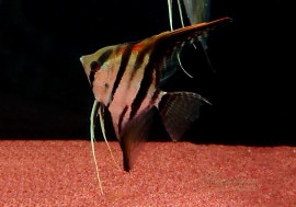 Ǯӵۡåɥ󥼥롡ե Х륻WILD1ɤ