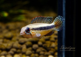 Ap.sp.Z12ȣףɣ̣ġɡ1Pr