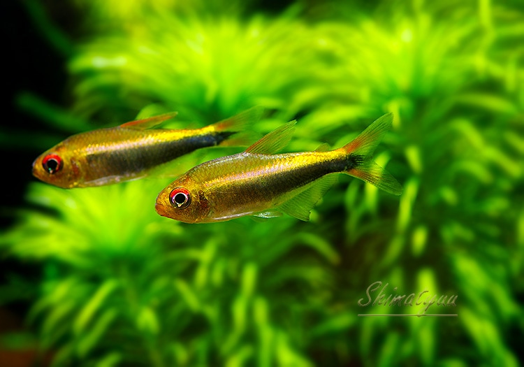 熱帯魚】 ホタルファラガテトラ “rio cenepa” WILD 3匹 | 熱帯魚