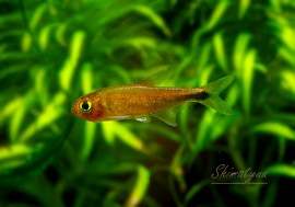 ��Ǯ�ӵ��ۡ����ޥ䥹���ѡ���åɥƥȥ顡�ȥꥪ�����ޥ�ɡ���WILD��1ɤ