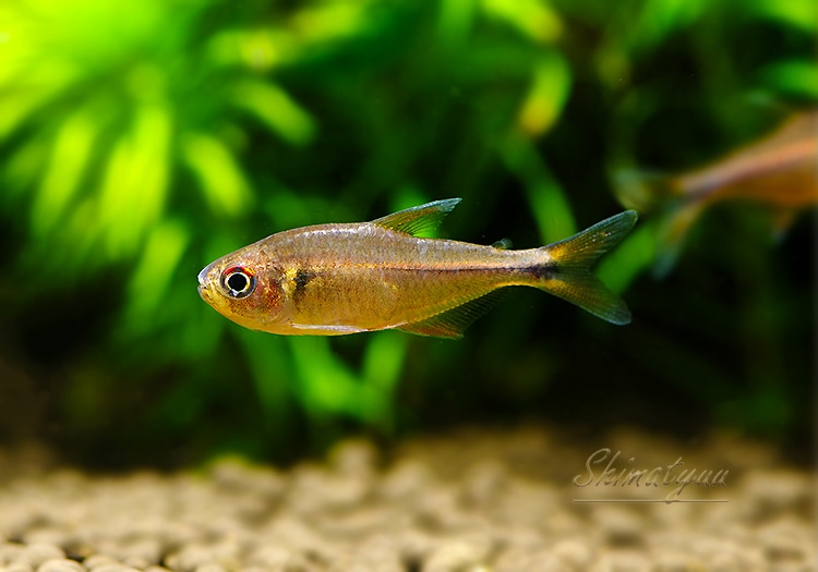 熱帯魚】 ハイフェソブリコン sp. MINER “マットグロッソ” WILD 3匹 熱帯魚】 ハイフェソブリコン sp. MINER “マットグロッソ” WILD 3匹