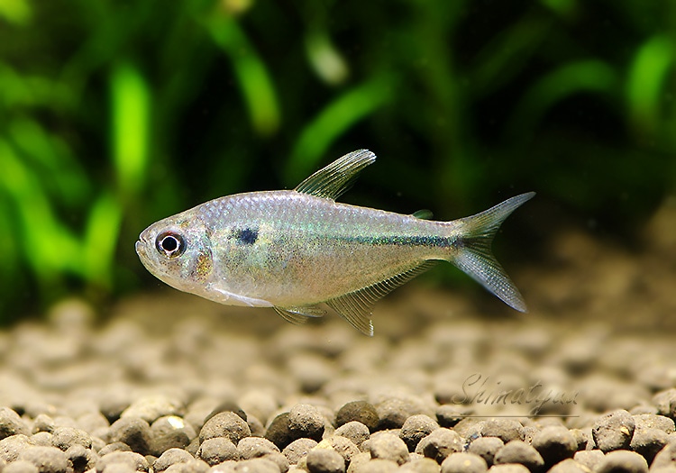 熱帯魚】 アスティアナックス ブレビリヌス “ペルー” WILD 3匹