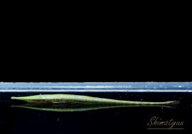 ��Ǯ�ӵ��ۡ����꡼��ե������顡��URUBU RIVER �ɡ�1ɤ