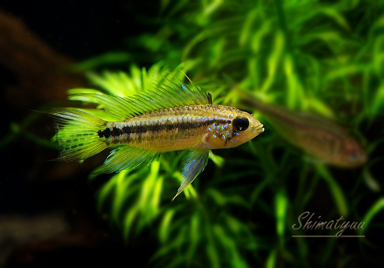 ａｐ ビタエニアータ ｗｉｌｄ マナウス近郊イガラッペ １ｐｒ アピストグラマ Aqua F東京店通販ショップ