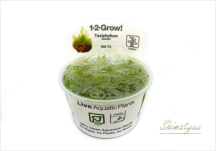 組織培養1-2-GROW! ジャワモス “003 TC” 1カップ | 水草・観葉植物