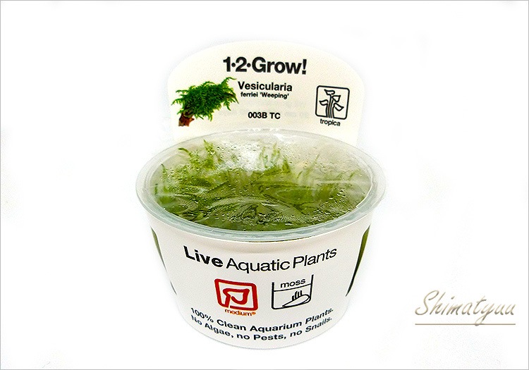 組織培養1-2-GROW! ウィーピングモス “003B TC” 1カップ | 水草・観葉