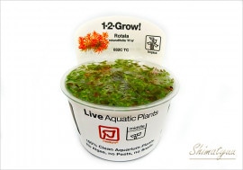 �ȿ�����1-2-GROW!�������� �٥ȥʥ� H'RA����032C TC�ɡ�1���å�