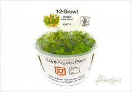 �ȿ�����1-2-GROW!��������sp.�ܥ󥵥� ����033E TC�ɡ�3���å�