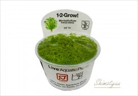 �ȿ�����1-2-GROW!���ߥꥪ�ե���ࡡ�ޥȥ����å��� ����037 TC�ɡ�1���å�