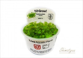 �ȿ�����1-2-GROW!���������ȥ�ꥢ�� �ҥɥ����ƥ��졡��039B TC�ɡ�1���å�