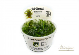 �ȿ�����1-2-GROW!���֥饸�ꥢ�󡡥��֥饰�饹����040 TC�ɡ�1���å�