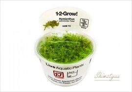 �ȿ�����1-2-GROW!�����塼�Хѡ��륰�饹����048B TC�ɡ�1���å�