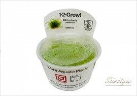 �ȿ�����1-2-GROW!�����������������󡡡�049B TC�ɡ�1���å�