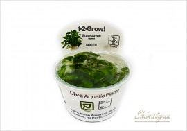 �ȿ�����1-2-GROW!�����ȥ����� ��ڥ󥹡���049G TC�ɡ�3���å�