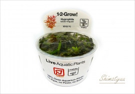 �ȿ�����1-2-GROW!���ϥ�����SP.���饰����������051B TC�ɡ�1���å�