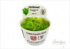 �ȿ�����1-2-GROW!���ݥ����ƥ�󡡥��쥯������053F TC�ɡ�1���å�