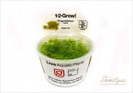 �ȿ�����1-2-GROW!���ݥ����ƥ�󡡥إ�ե��꡼����053H��TC�ɡ�3���å�