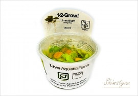 �ȿ�����1-2-GROW!���ɥ�ե��ޥ���ե����ԥåȡ���063��TC�ɡ�3���å�