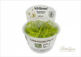 �ȿ�����1-2-GROW!�������Υɥ륹���ƥͥ륹 �ǥ��꡼��ǡ���067��TC�ɡ�1���å�