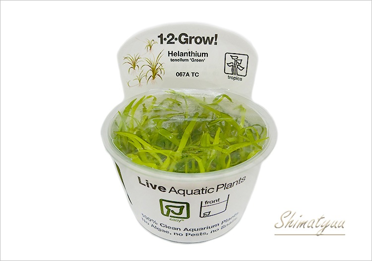 組織培養1-2-GROW! エキノドルス テネルス 'グリーン' “067 TC” 1