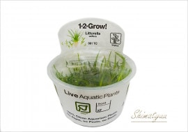 �ȿ�����1-2-GROW!����ȥ�顡���˥ե����顡��081��TC�ɡ�1���å�