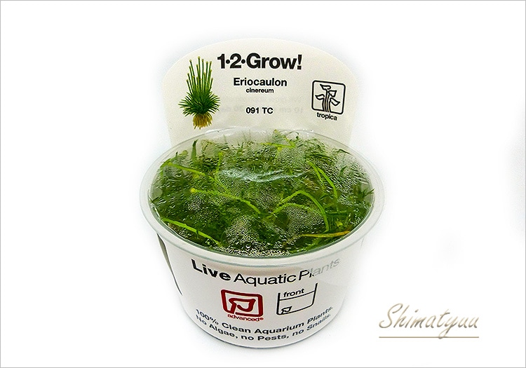 Eriocaulon.sp.parkeri ホシクサsp parkeri 水上株 ホシクサsp.チャンタブリ産 タイプ1(水上葉)(無農薬)(1株) | チャーム