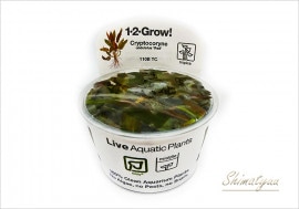 �ȿ�����1-2-GROW!������ץȥ���͡�����ǥ�顼��������åɡ���110B TC�ɡ�3���å�