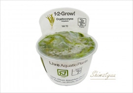 �ȿ�����1-2-GROW!������ץȥ���͡����ꥹ�ѥȥ��顡��125 TC�ɡ�3���å�