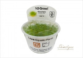 �ȿ�����1-2-GROW!���إ������饹 ���硼�ȡ���132B TC�ɡ�3���å�