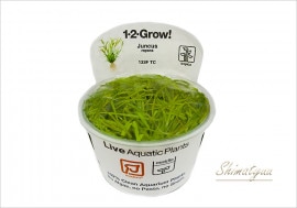 �ȿ�����1-2-GROW!�� ����󥯥�����ڥ� ����133F TC�ɡ�1���å�