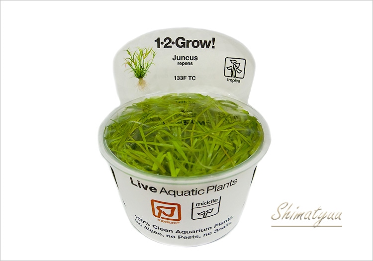 組織培養1-2-GROW! ジュンクス レペンス “133F TC” 1カップ | 水草