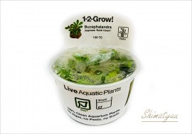 �ȿ�����1-2-GROW!�� ���ե����ɥ顡�ԥ��ޥ��� 'Bukit Kelam'����139 TC�ɡ�3���å�