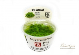 �ȿ�����1-2-GROW!�� ������͡��ϥ��ɥ��Х��ѡ� ����141 TC�ɡ�1���å�