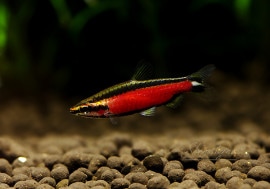 ��Ǯ�ӵ��ۡ�����ॾ��֥�å��ڥ󥷥롡��WILD��ͺ3ɤ