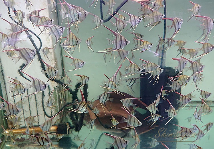 熱帯魚】 アルタムエンゼル “River Inirida-Orinoco” （M) 5匹 