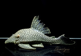 ʪե륹ݥåȥץ쥳No.01