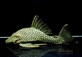 ʪե륹ݥåȥץ쥳No.02