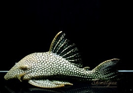 ʪե륹ݥåȥץ쥳No.03