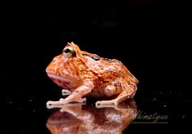 ����ʪ���ե��󥿥�������󥸥֥饦��ĥΥ����롡No.01