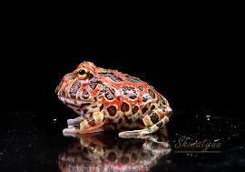 ����ʪ������󥦥���ĥΥ����롡��åɡ�No.04