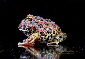 ����ʪ������󥦥���ĥΥ����롡��åɡ�No.05