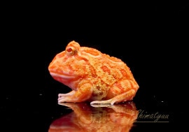 ����ʪ������󥦥���ĥΥ����롡���ץꥳ�åȡ�No.06