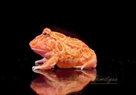 ����ʪ������󥦥���ĥΥ����롡���ץꥳ�åȡ�No.07