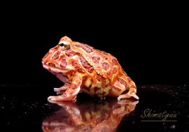 ����ʪ������󥦥���ĥΥ����롡�֥饦��No.09