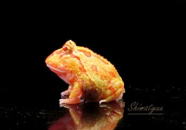 ����ʪ������󥦥���ĥΥ����롡����ӥΥߥå�����No.10