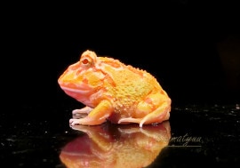 ����ʪ������󥦥���ĥΥ����롡����ӥΥߥå�����No.11