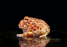 ����ʪ������󥦥���ĥΥ����롡�ϥ���åɡ�No.13