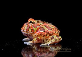 ����ʪ������󥦥���ĥΥ����롡�ϥ���åɡ�No.14