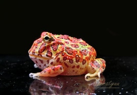 ����ʪ������󥦥���ĥΥ����롡�ϥ���åɡ�No.15