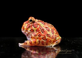 ����ʪ������󥦥���ĥΥ����롡�ϥ���åɡ�No.16